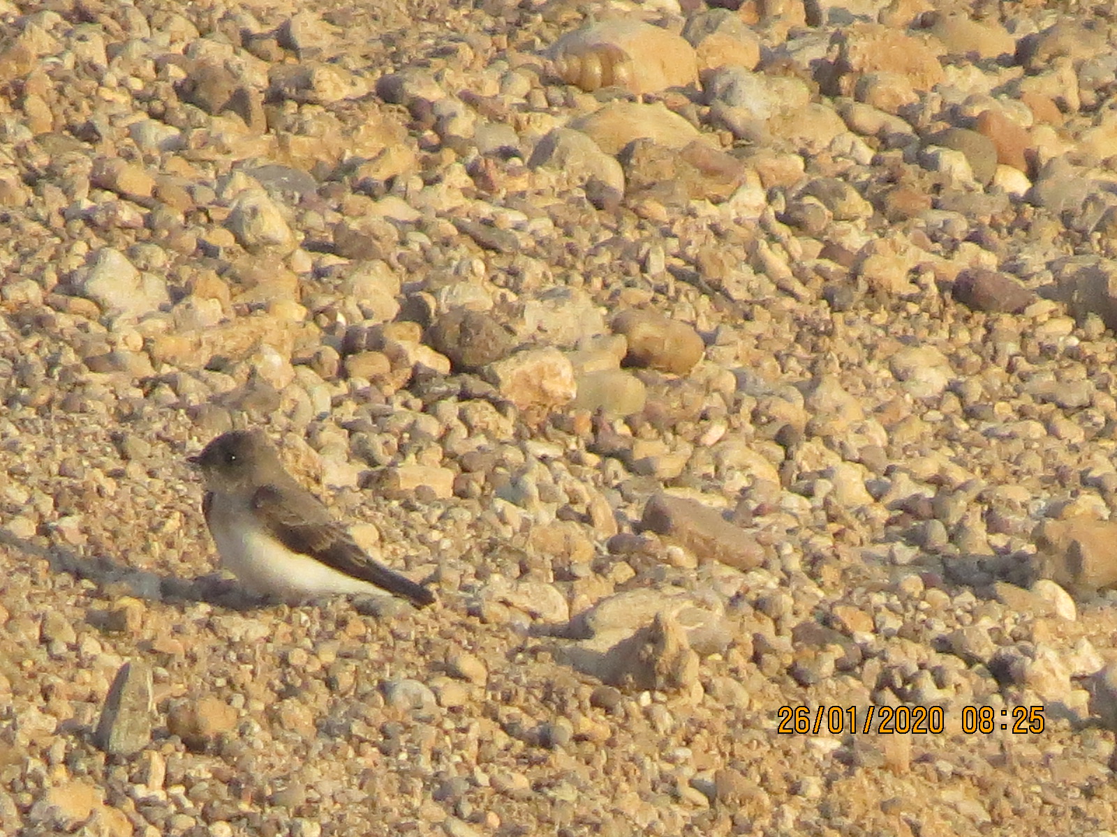 Plain Martin